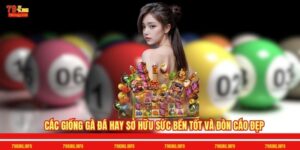 Các Giống Gà Đá Hay Sở Hữu Sức Bền Tốt Và Đòn Cáo Đẹp